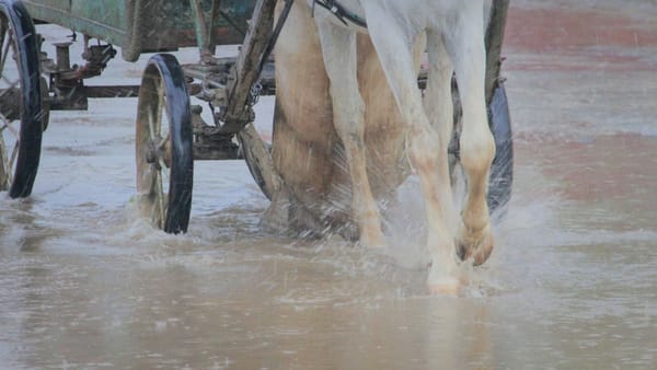 Ganado atrapado en el barro de bañados tras una inundación: la logística de tracción sin lastimar al animal