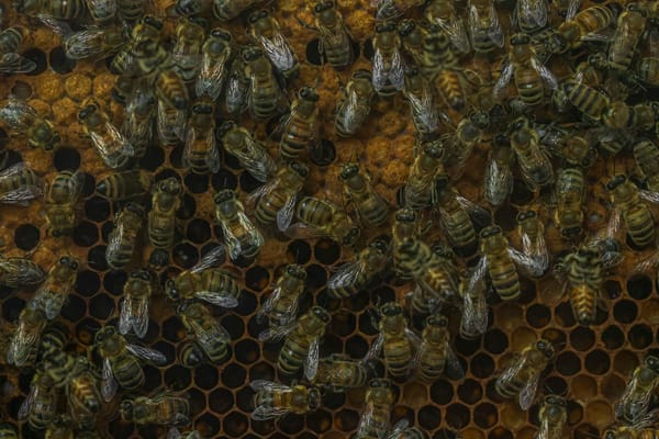 Picaduras masivas y enjambres de abejas africanizadas: el llamado no-incendio más frecuente del cuartel
