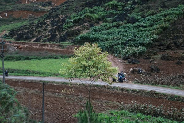 Mordeduras de víboras en tareas rurales: cuándo el cuartel tiene suero antiofídico y cuándo no